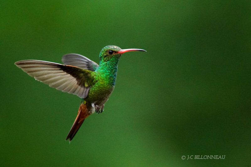 353 Ariane à ventre gris, Rufous-tailed Hummingbird - COLOMBIE.JPG