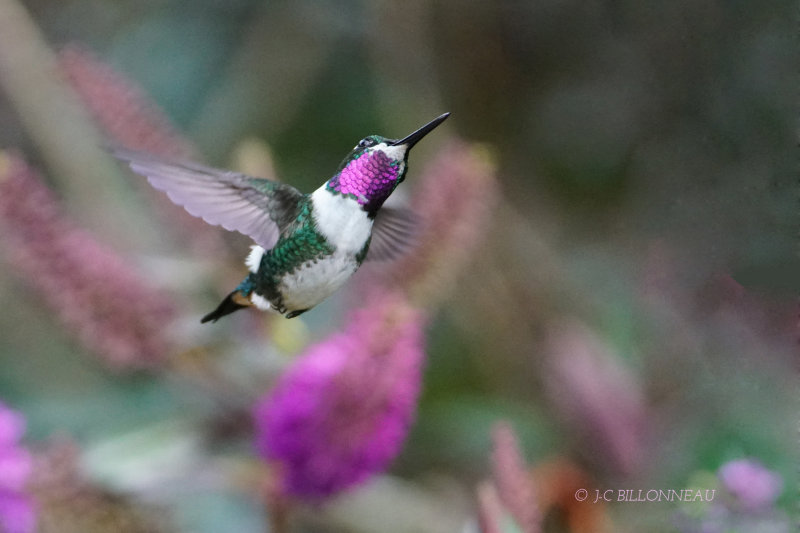 354 Colibri de Mulsant male, White-bellied Woodstar male - COLOMBIE.JPG