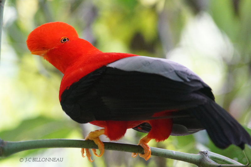 356 Coq de roche péruvien, Andean Cock-of-the-rock male - COLOMBIE.JPG