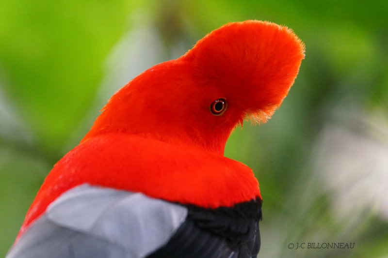 357 Coq de roche péruvien, Andean Cock-of-the-rock - COLOMBIE, JPG