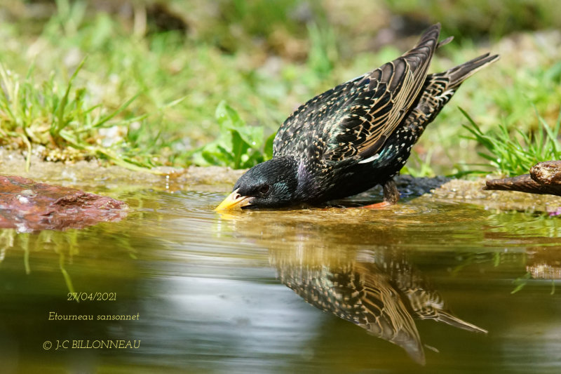 165 Common Starling.JPG