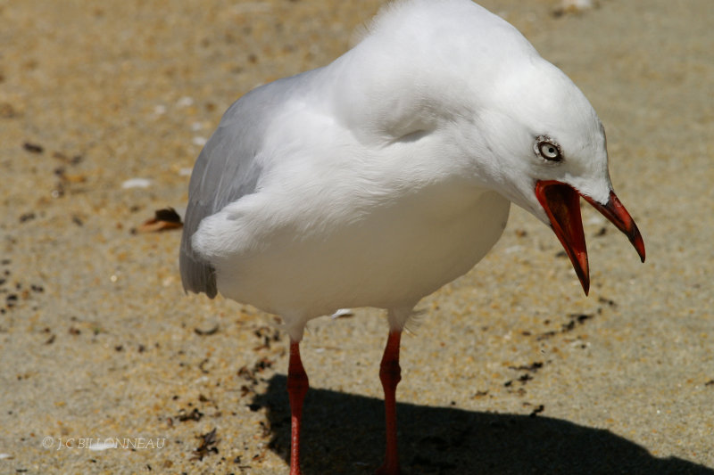 053.93 Mouette scopuline.jpg