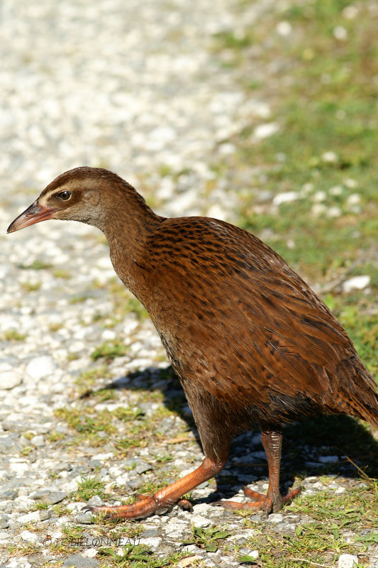 058.96 Râle wéka.jpg