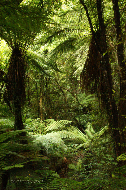 059.3 Forêt.jpg