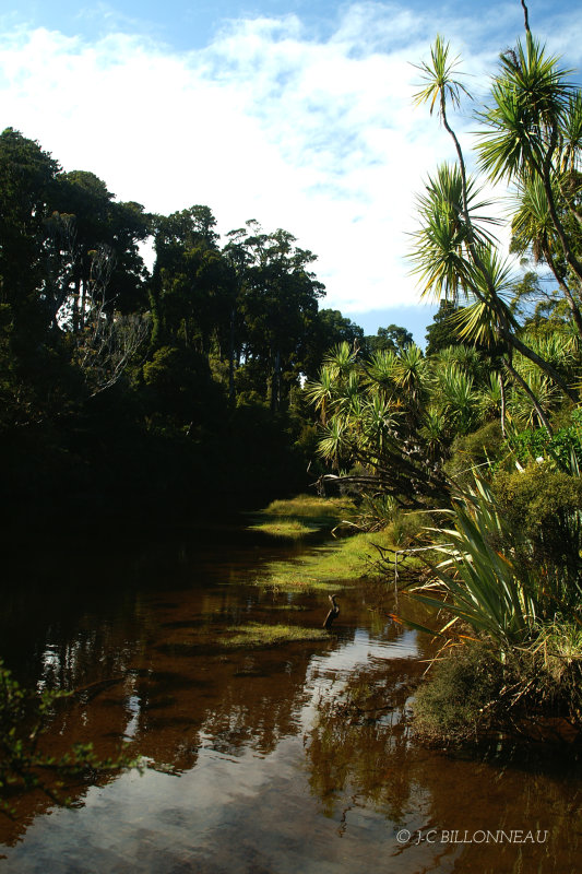 066.4 Ile du Sud.jpg