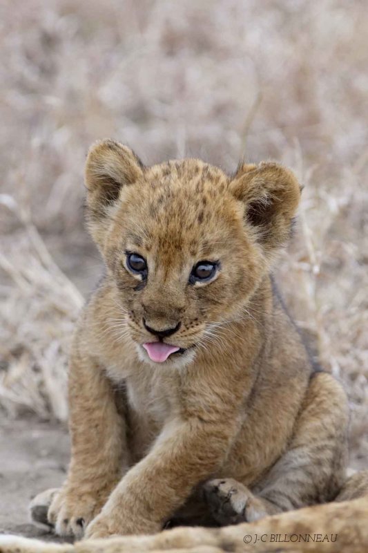 362-Lionceau - OUGANDA.jpg