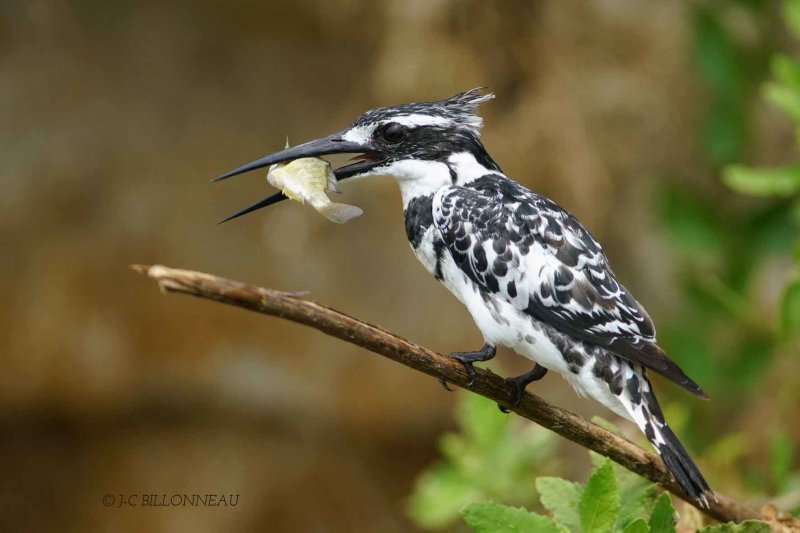 363-Martin-pêcheur-pie, Pied Kingfisher - OUGANDA. jpg
