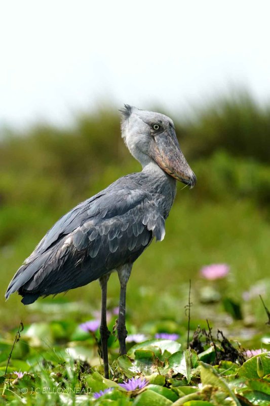 364-Bec-en-sabot du Nil, Shoebill - OUGANDA. jpg