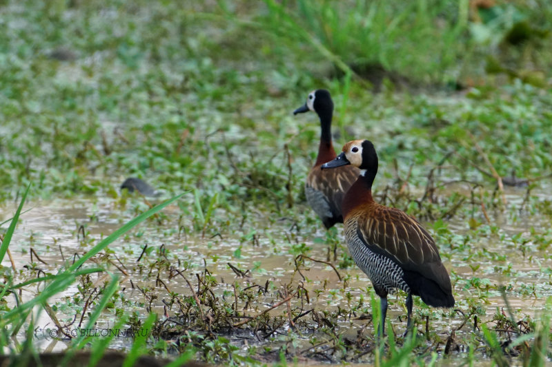 089 Dendrocygne veuf.JPG