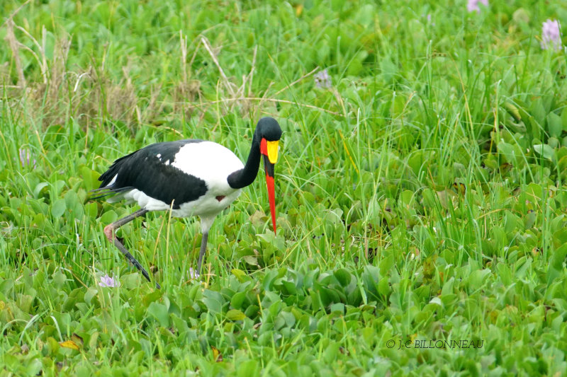 143 Jabiru dAfrique.JPG