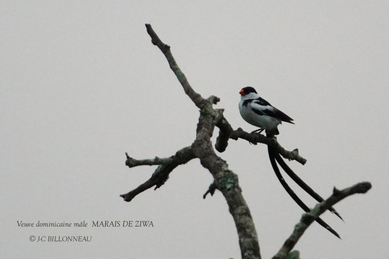 015 Pin-tailed Whydah male.JPG