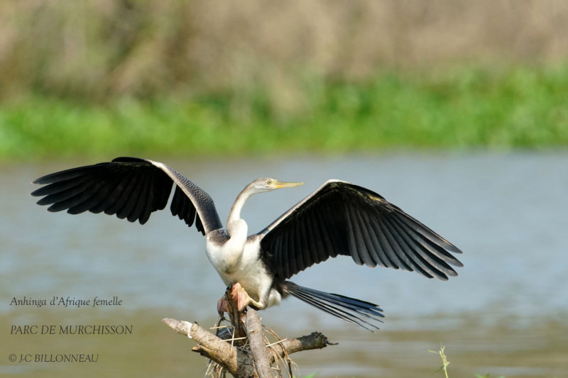 083 African Darter female.JPG