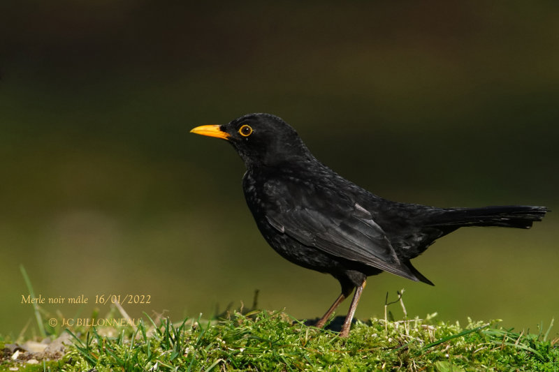 017 Common Blackbird male.JPG