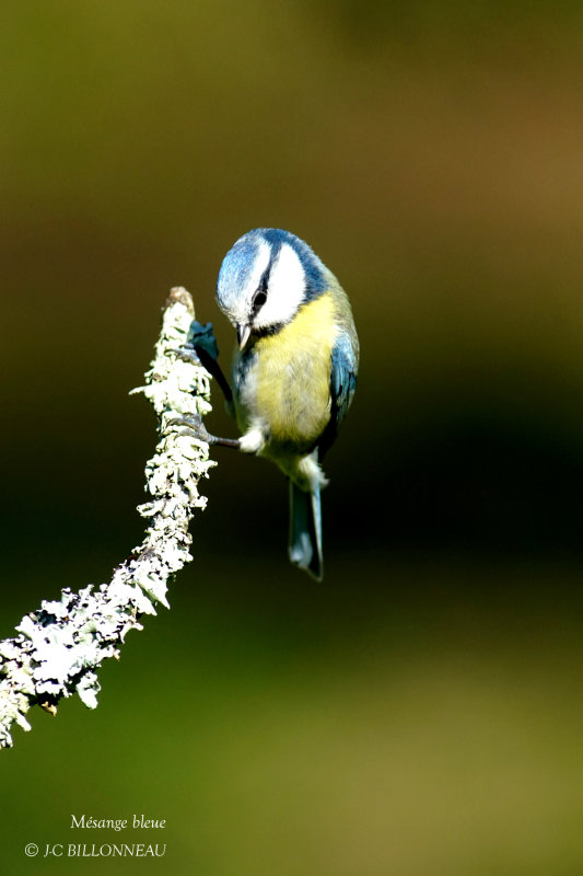 022 Eurasian Blue Tit.JPG