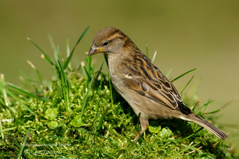 029 House Sparrow female.JPG
