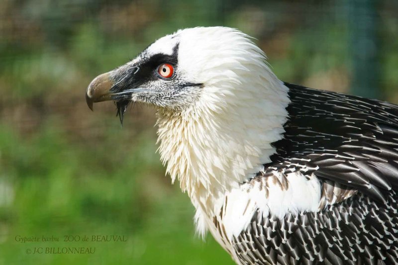 366 Gypaète barbu-Zoo de Beauval.jpg