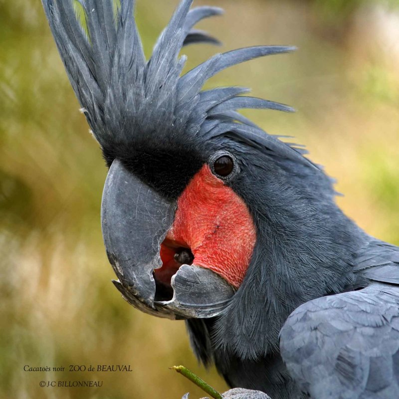368 Palm Cockatoo.jpg