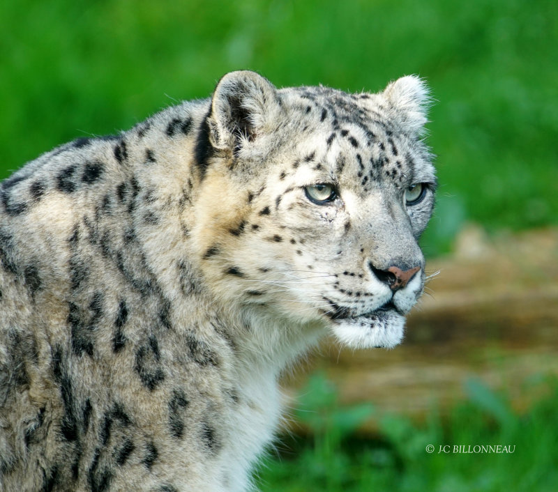 372 Panthère des neiges ZOO de BEAUVAL.JPG