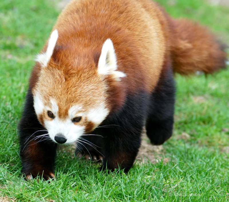 373 Panda roux ZOO de BEAUVAL.JPG
