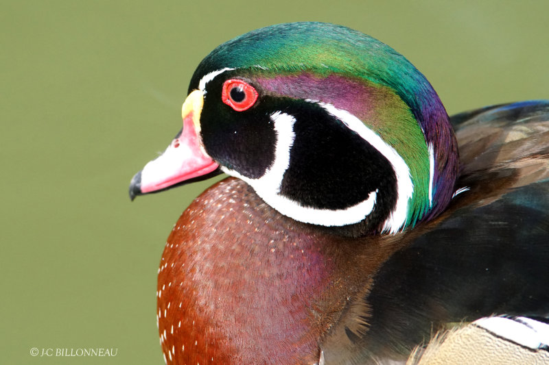 375 Canard carolin ZOO de BEAUVAL.JPG