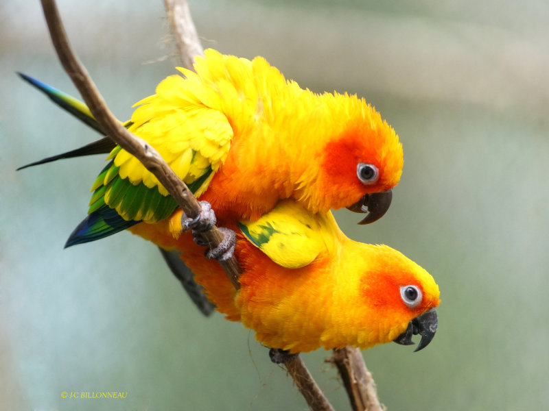 377 Accouplement de conures soleil ZOO de BEAUVAL