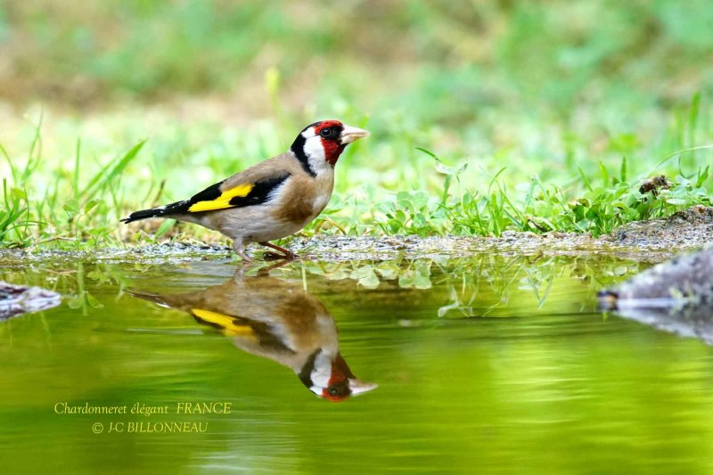 167 European Goldfinch.jpg