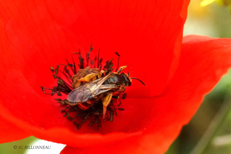 035 Abeille sur coquelicot.JPG