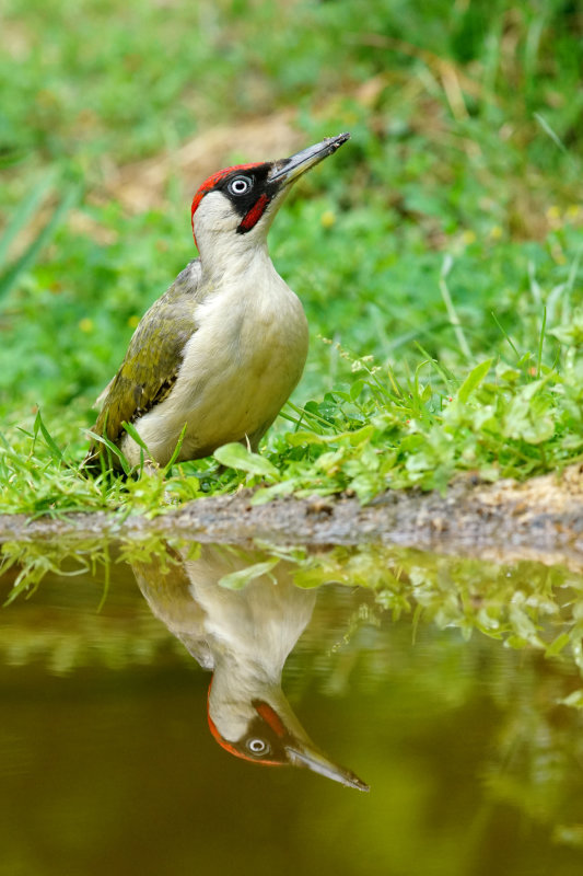 169 European Green Woodpecker male.JPG