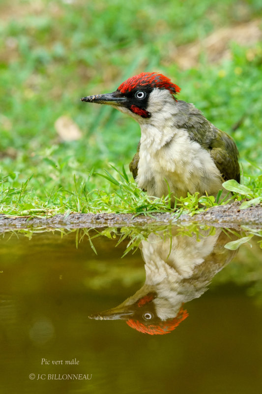 170 European Green Woodpecker male.JPG