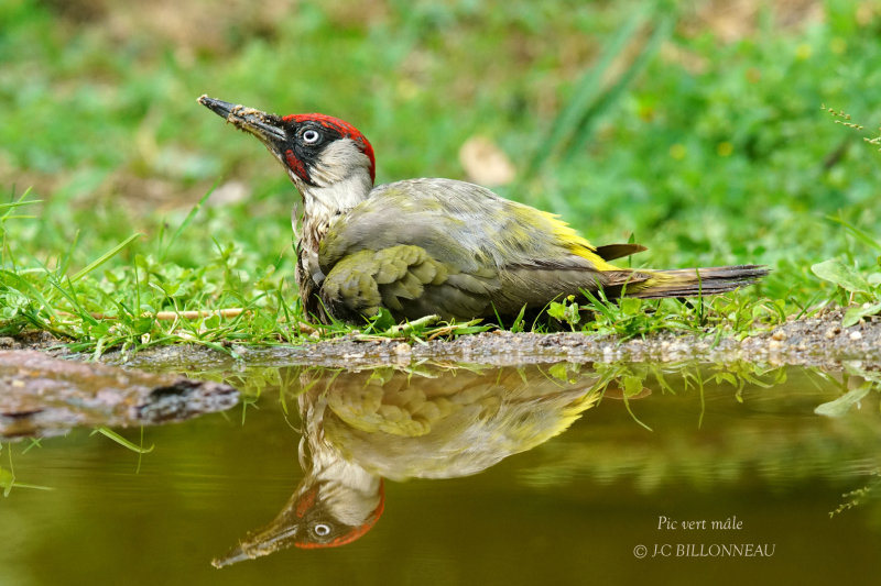 171 European Green Woodpecker male.JPG
