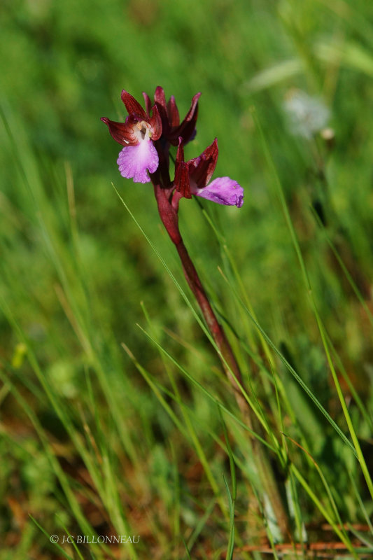 038 Orchis papillon.JPG