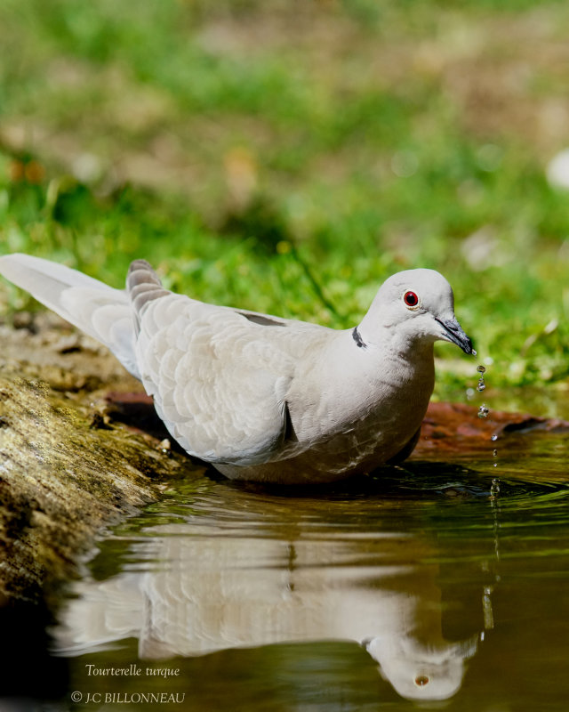 178 Eurasian Collared Dove.JPG