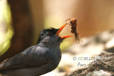 02-Bulbul-de-Madagascar-Mal.jpg