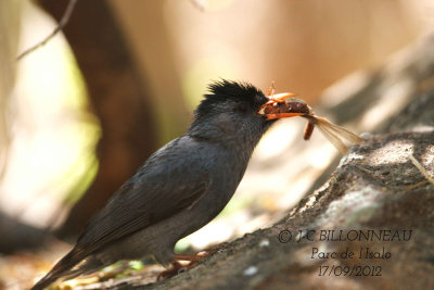 03-Bulbul-de-Madagascar-Mal.jpg