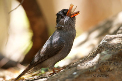 04-Bulbul-de-Madagascar-Mal.jpg