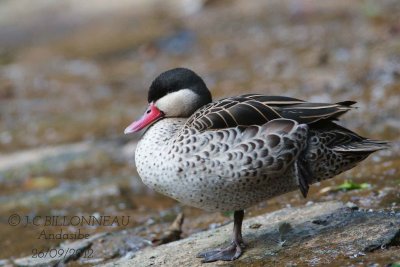 Canard-à-bec-rouge-Red-bill.jpg