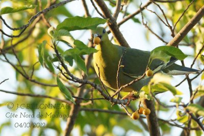 Colombar-maïtsou-Madagascan.jpg