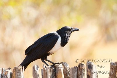 Corbeau-pie-Corvus-albus.jpg
