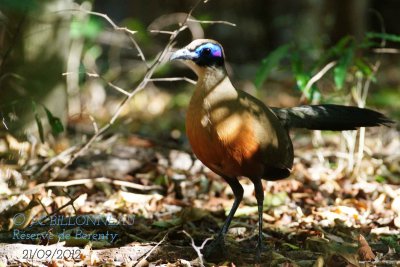 Coua-géant-Giant-Coua.jpg
