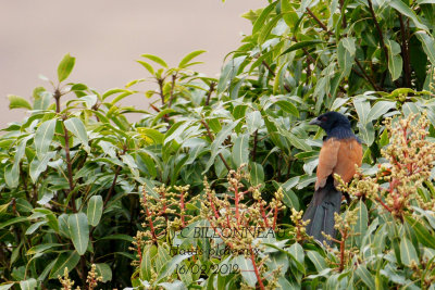 Coucal toulou-Malagasy Coucal.jpg