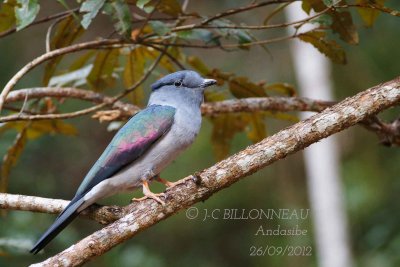Courol-vouroudriou-Cuckoo-R.jpg