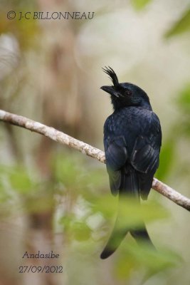 Drongo-malgache-Crested-Dro.jpg