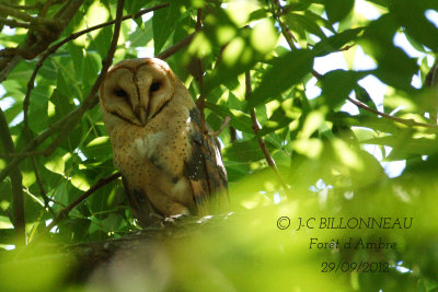 Effraie de Soumagne-Red Owl.jpg