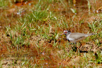 Gravelot à triple collier-Three-banded Plova.jpg
