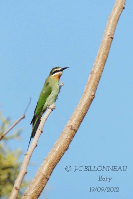 Guêpier-de-Madagascar-Olive.jpg