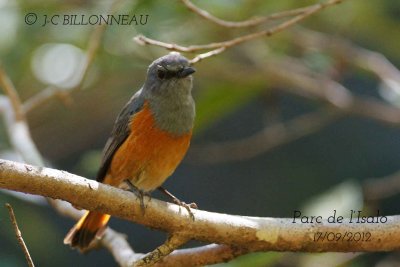 Monticole-de-forêt--Forest-.jpg