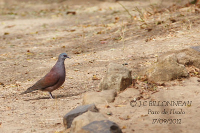 Pigeon de Madagascar-Malagasy Turtle Dove.jpg