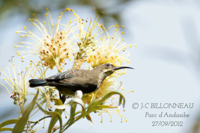 Souimanga malgache F-Madagascan Magpie-Robin.jpg