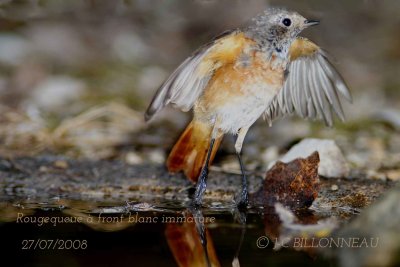 015 Common Redstart.jpg