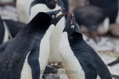 Adelie Penguin.2.JPG